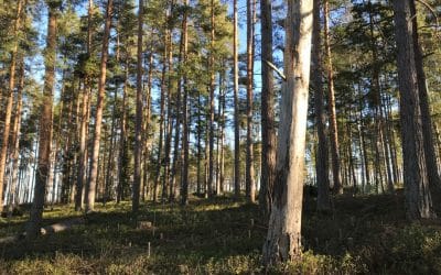 Metsä parantaa mutta miten metsä voi?