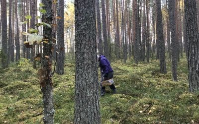 Metsähallituksen yhteistyöyritys